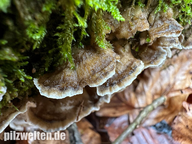 Angebrannter Rauchporling, Bjerkandera adusta