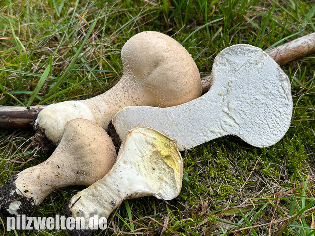Beutelstäubling, Lycoperdon excipuliforme