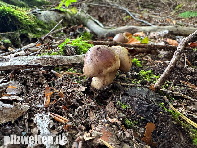 Brandiger Ritterling, Tricholoma ustale