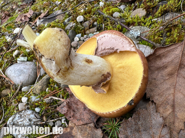 Butterpilz, Butterröhrling, Suillus luteus