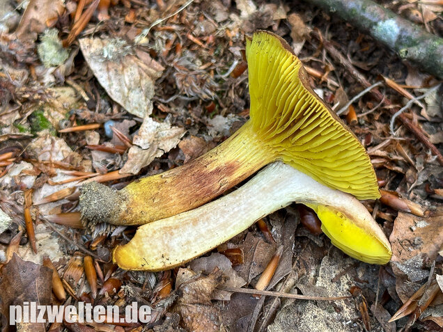 Europäisches Goldblatt, Phylloporus pelletieri