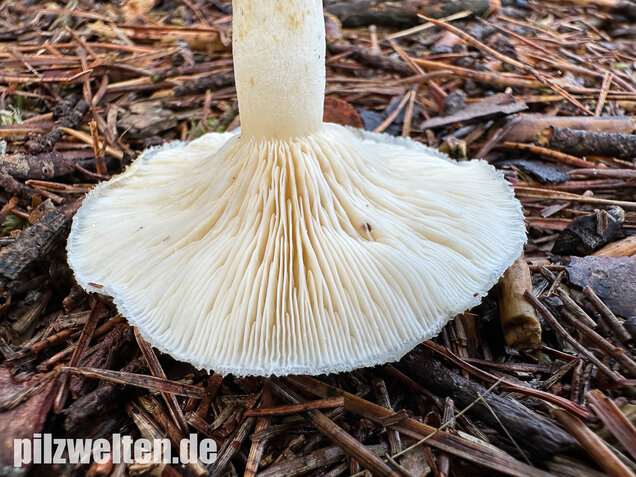 Flaumiger Moormilchling, Lactarius scoticus