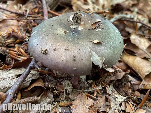 Frauentäubling, Russula cyanoxantha