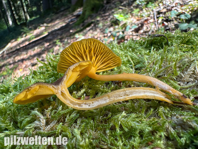 Gelbblättriger Holznabeling, Chrysomphalina chrysophylla