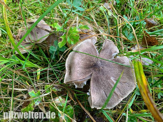 Gemeiner Erdritterling, Tricholoma terreum