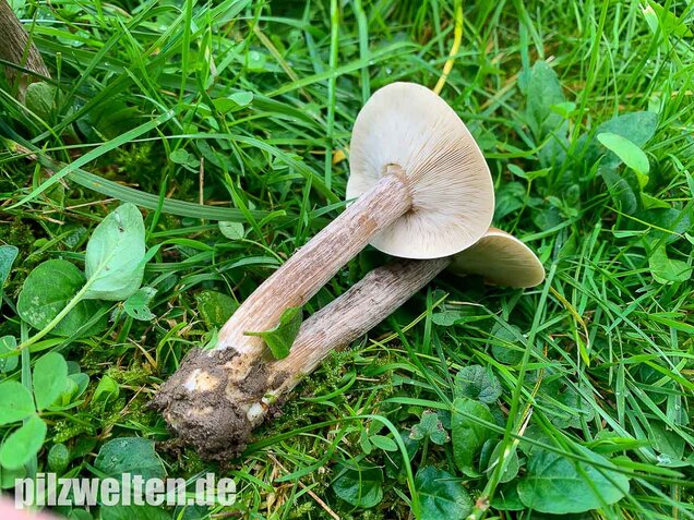 Gemeiner Weichritterling, Melanoleuca melaleuca