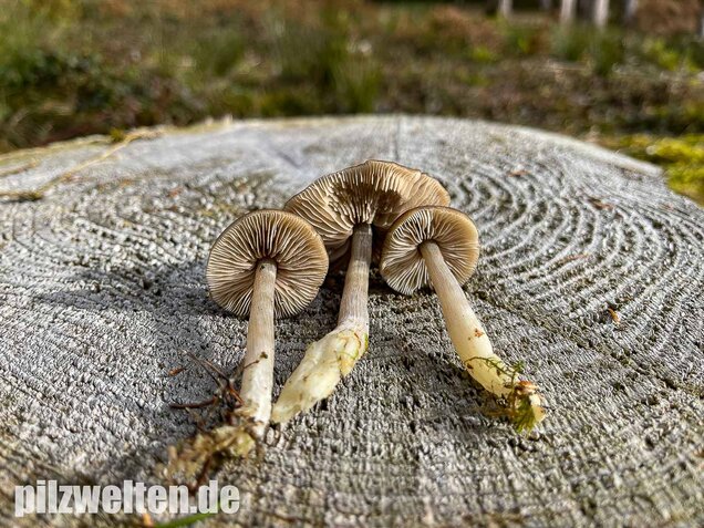 Geradrandiger Rötling, Entocybe turbida