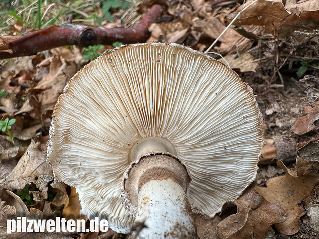 Gerandetknolliger Safranschirmling, Chlorophyllum brunneum