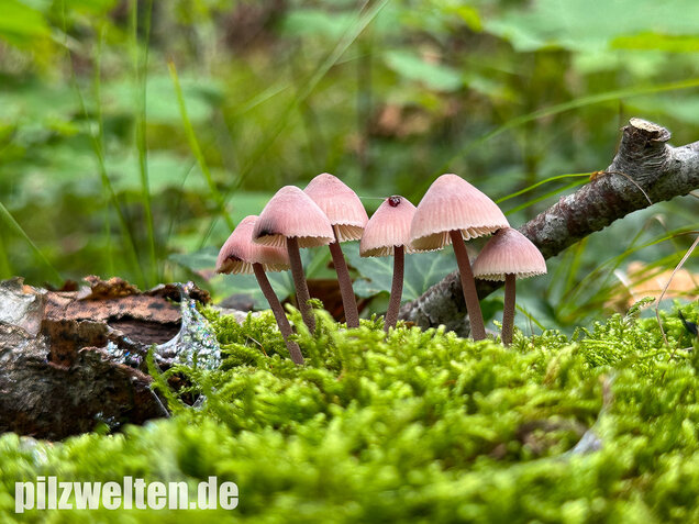 Großer Bluthelmling, Mycena haematopus