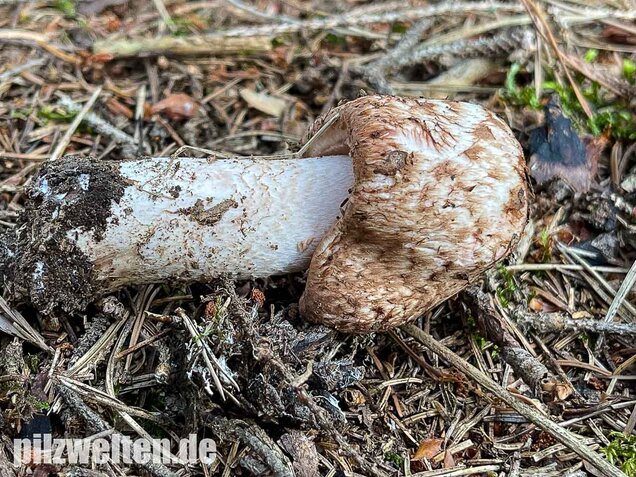 Großer Waldchampignon, Agaricus langei
