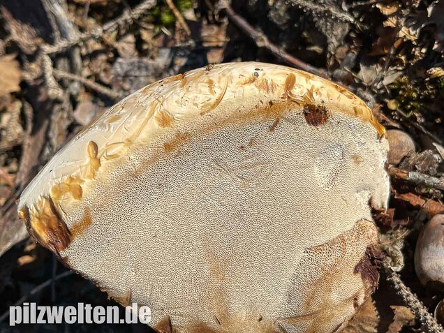 Harziger Lackporling, Ganoderma resinaceum