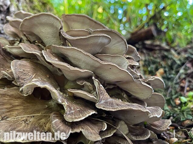 Klapperschwamm, Maitake, Grifola frondosa