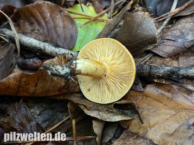 Lärchenmilchling, Lactarius porninsis