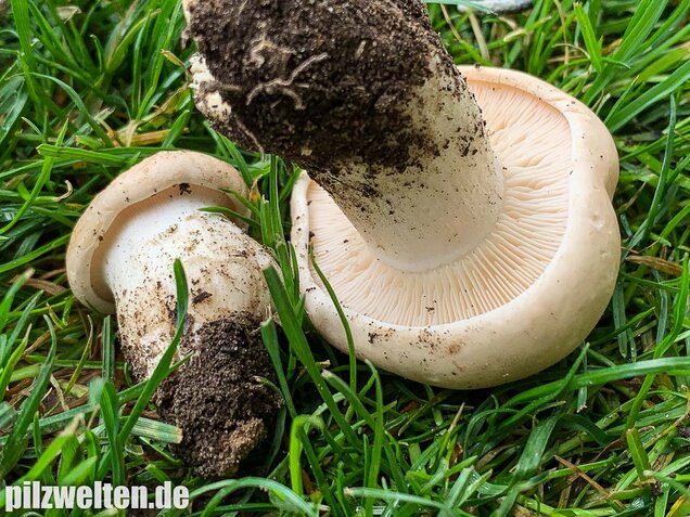 Mairitterling, Georgsritterling, Calocybe gambosa