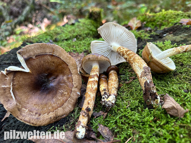 Zweifarbiger Schneckling, Olivbraungestiefelter Schneckling, Hygrophorus persoonii