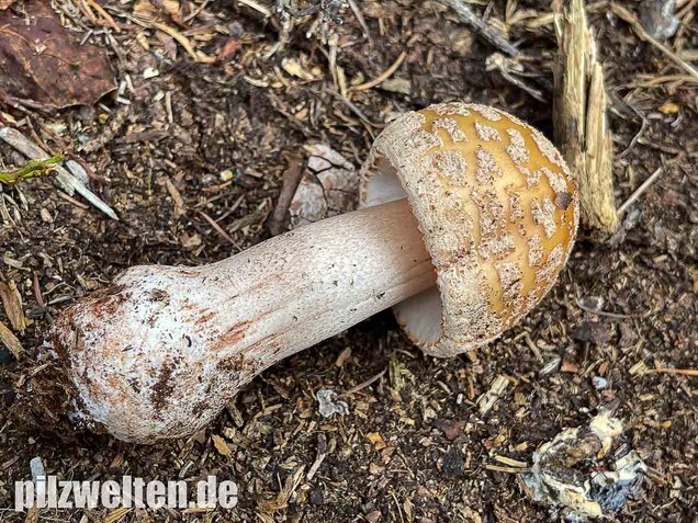Perlpilz, Rötender Wulstling, Amanita rubescens
