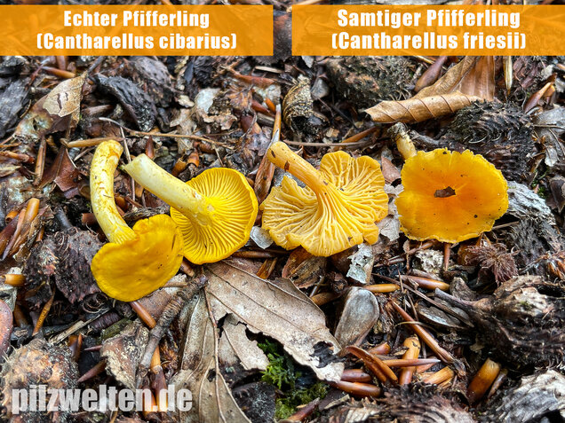Echter Pfifferling, Cantharellus cibarius
