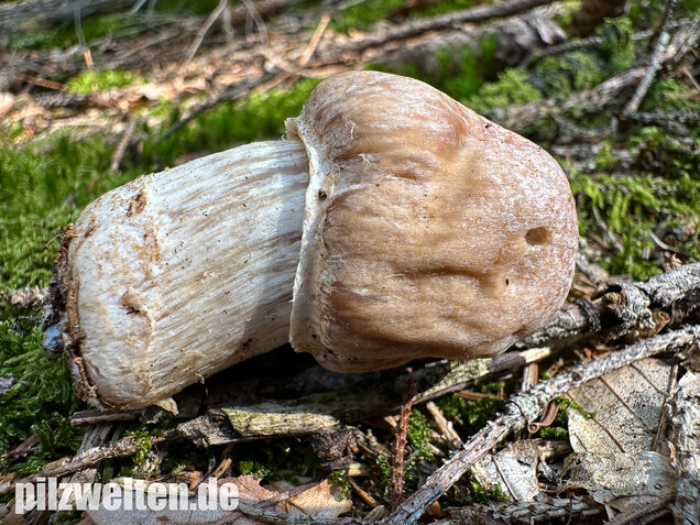 Reifpilz, Cortinarius caperatus