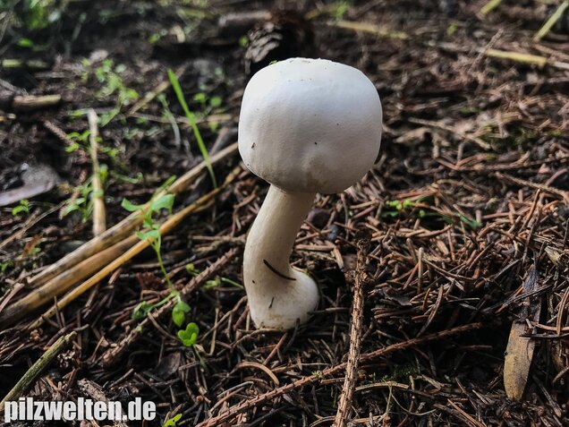 Rosablättriger Egerlingsschirmling, Leucoagaricus leucothites