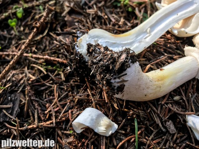 Rosablättriger Egerlingsschirmling, Leucoagaricus leucothites