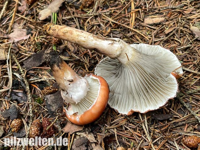 Rosenroter Gelbfuß, Gomphidius roseus