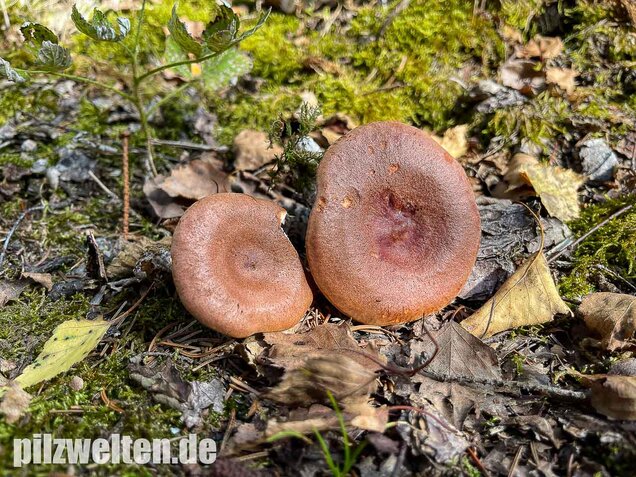Rotbrauner Milchling, Lactarius rufus
