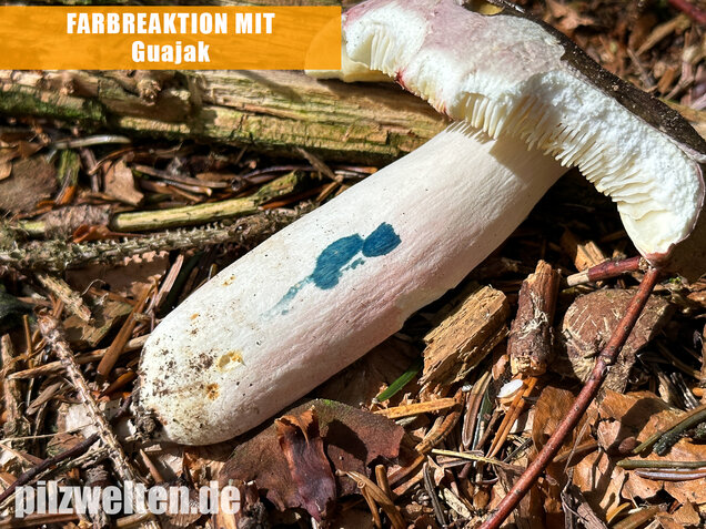 Rotstieliger Ledertäubling, Russula olivacea