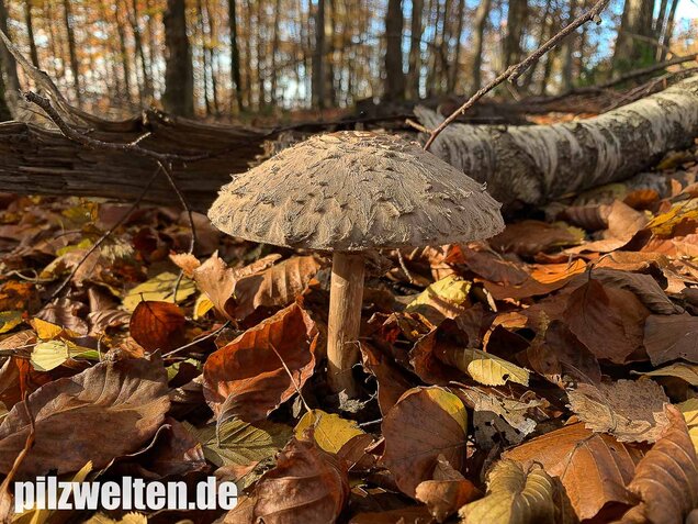 Olivbrauner Safranschirmling, Wald-Safranschirmling, Chlorophyllum olivieri