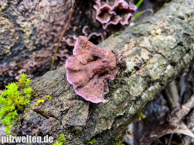 Violetter Knorpelschichtpilz, Chondrostereum purpureum
