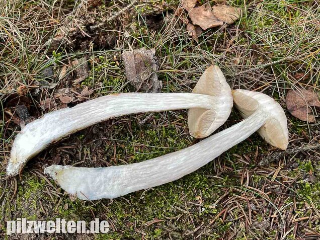 Weißer Birkenpilz, Leccinum holopus