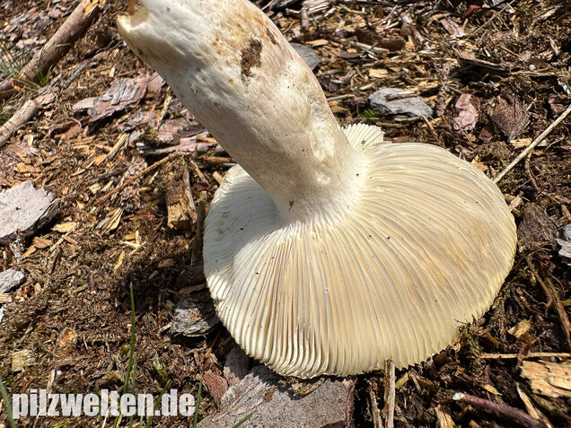 Weißstieliger Ockertäubling, Russula citrina / Russula violeipes var. citrina