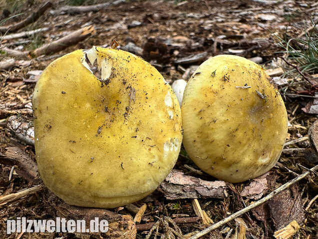 Weißstieliger Ockertäubling, Russula citrina / Russula violeipes var. citrina