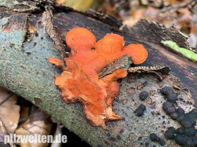Zinnoberrote Tramete, Pycnoporus cinnabarinus