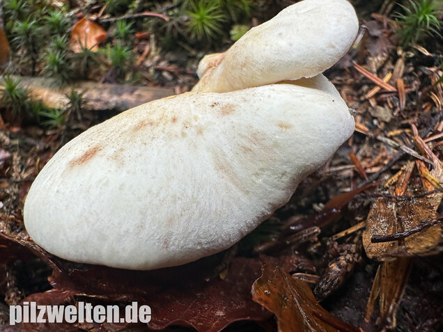 Zitronenporling, Albatrellus citrinus