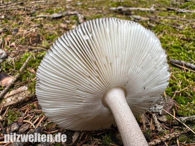 Zweifarbiger Scheidenstreifling, Unterteilter Streifling, Amanita battarrae