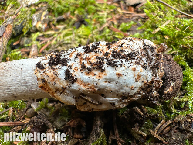 Zweifarbiger Scheidenstreifling, Unterteilter Streifling, Amanita battarrae