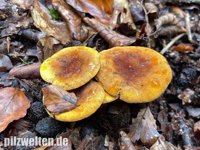 Brauner Afterleistling, Hygrophoropsis rufa