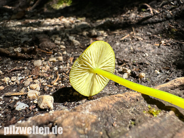 Braungrüner Zärtling, Braungrüner Rötling, Entoloma incanum agg.