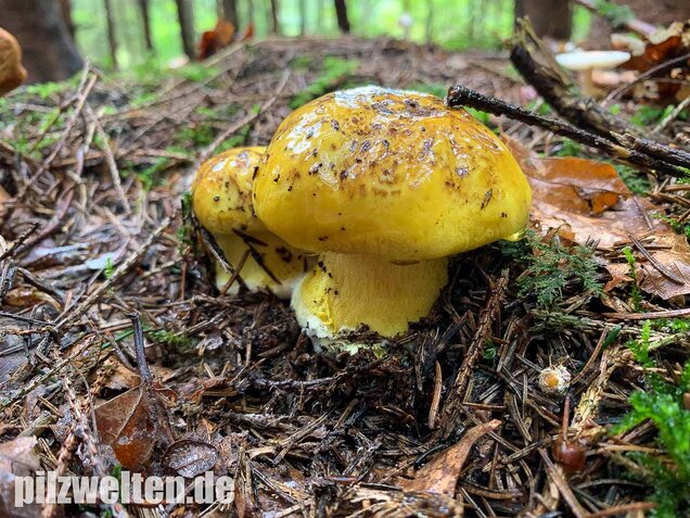 Dottergelber Klumpfuß, Cortinarius meinhardii