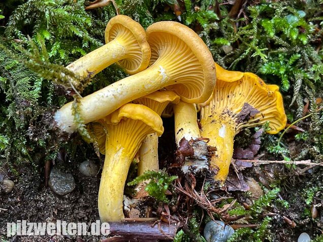 Echter Pfifferling, Cantharellus cibarius