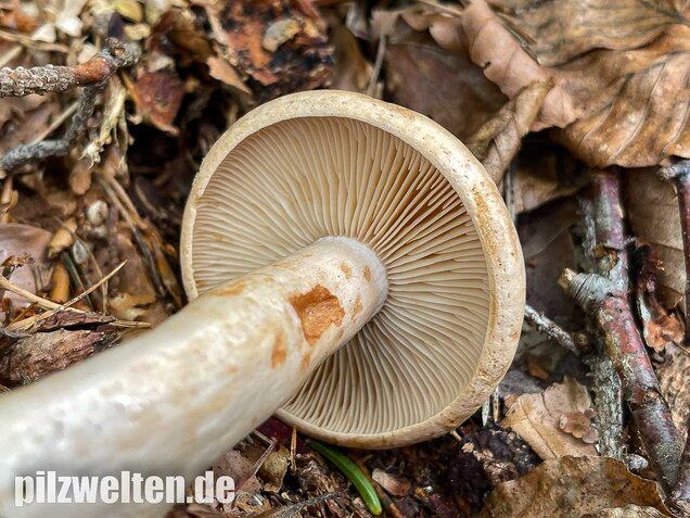 Fleischblasser Milchling, Lactarius pallidus