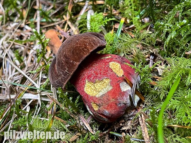 Flockenstieliger Hexenröhrling, Neoboletus erythropus