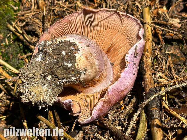 Dunkelfleckender Schleimkopf, Phlegmacium violaceomaculatum