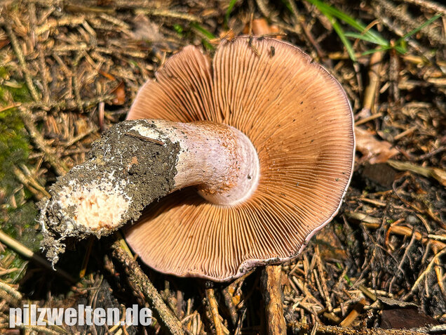 Dunkelfleckender Schleimkopf, Phlegmacium violaceomaculatum