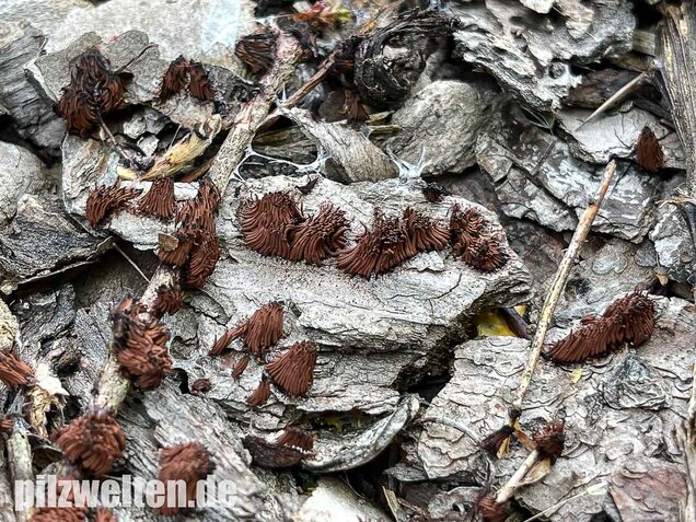 Gelbes Fadenkeulchen, Stemonitis flavogenita