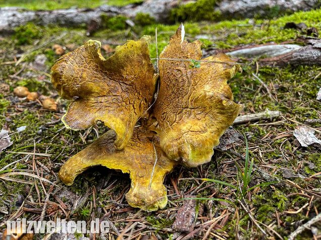 Gelbgrüner Kammporling, Laeticutis cristata