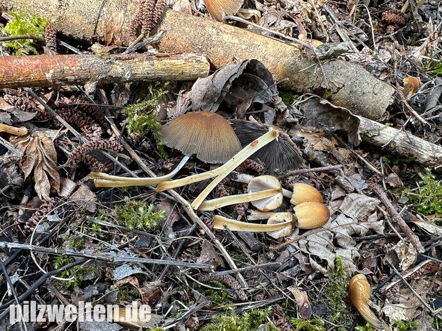Glimmertintling, Coprinellus micaceus
