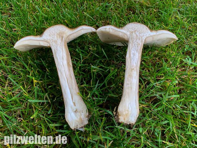 Gemeiner Weichritterling, Melanoleuca melaleuca