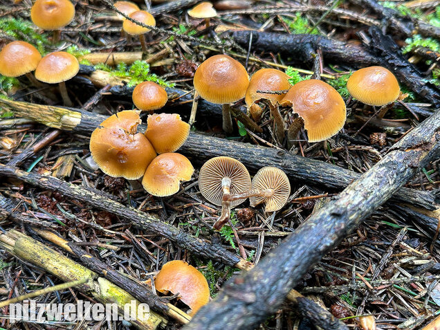 Gifthäubling, Nadelholzgifthäubling, Galerina marginata