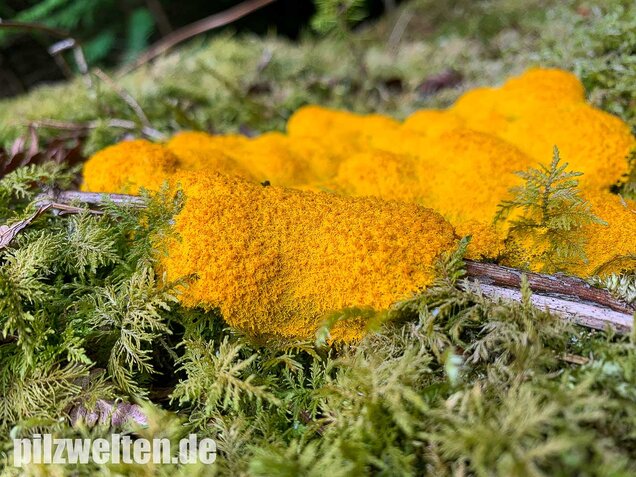 Hexenbutter, Fuligo septica
